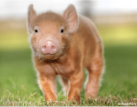 piglet making a break for it